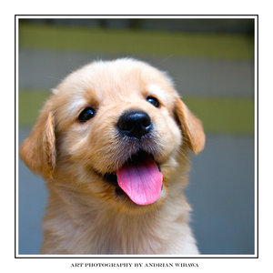 Cute_Puppy_by_awibawa